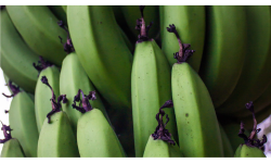 banano verde